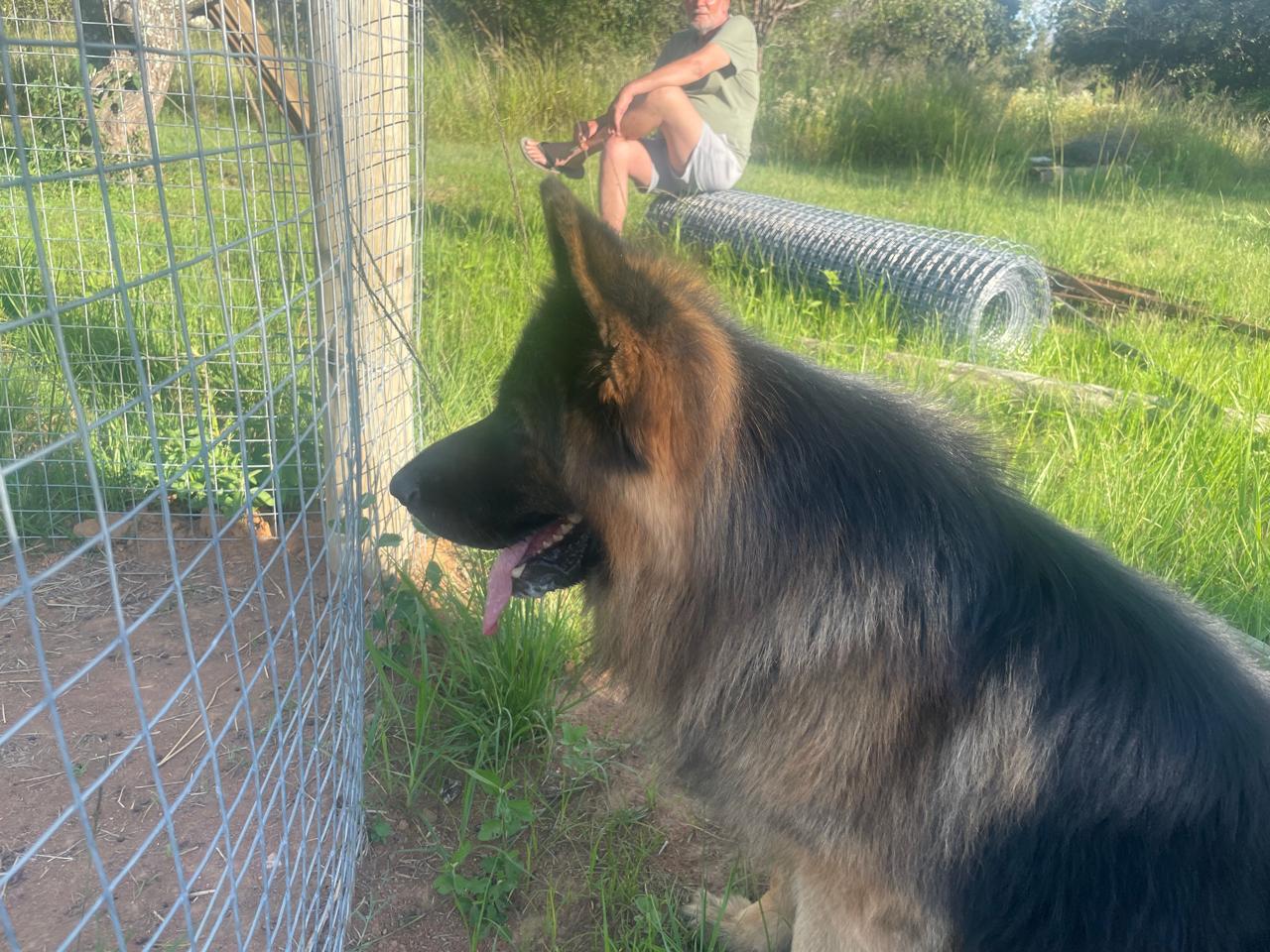 Kennel View