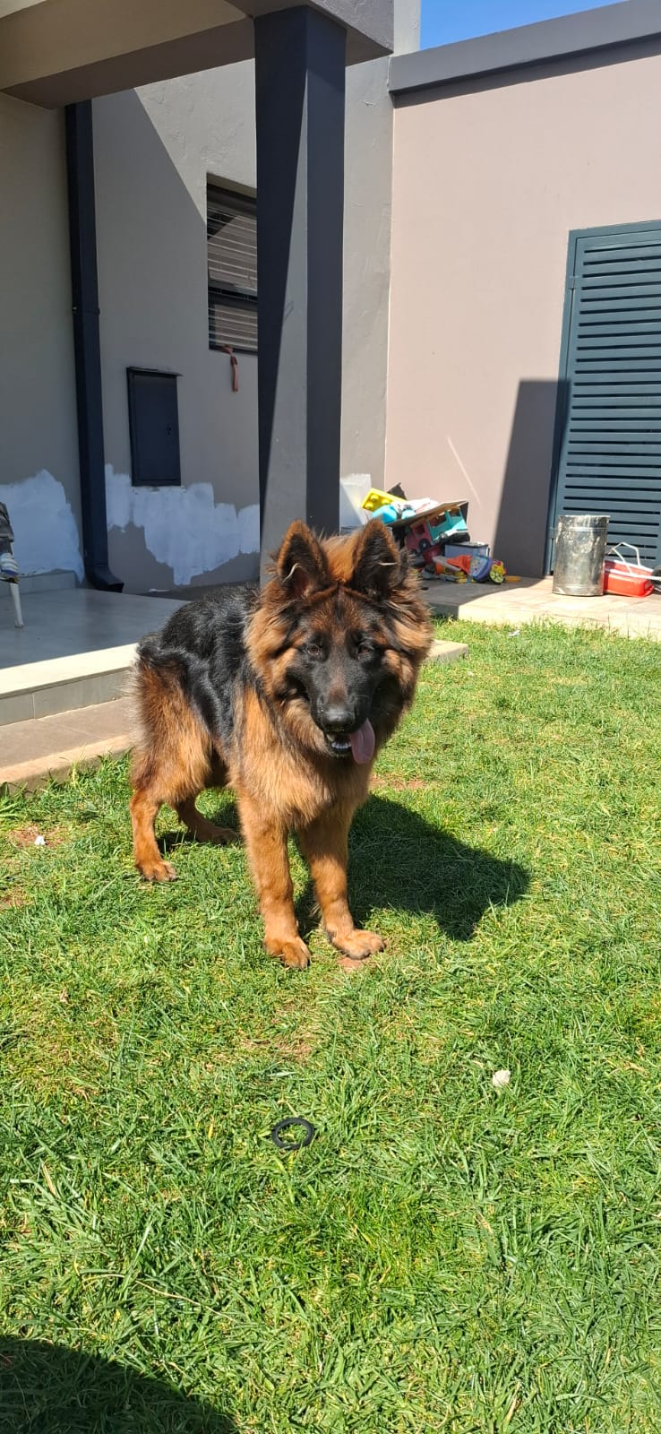 Female Puppy 1