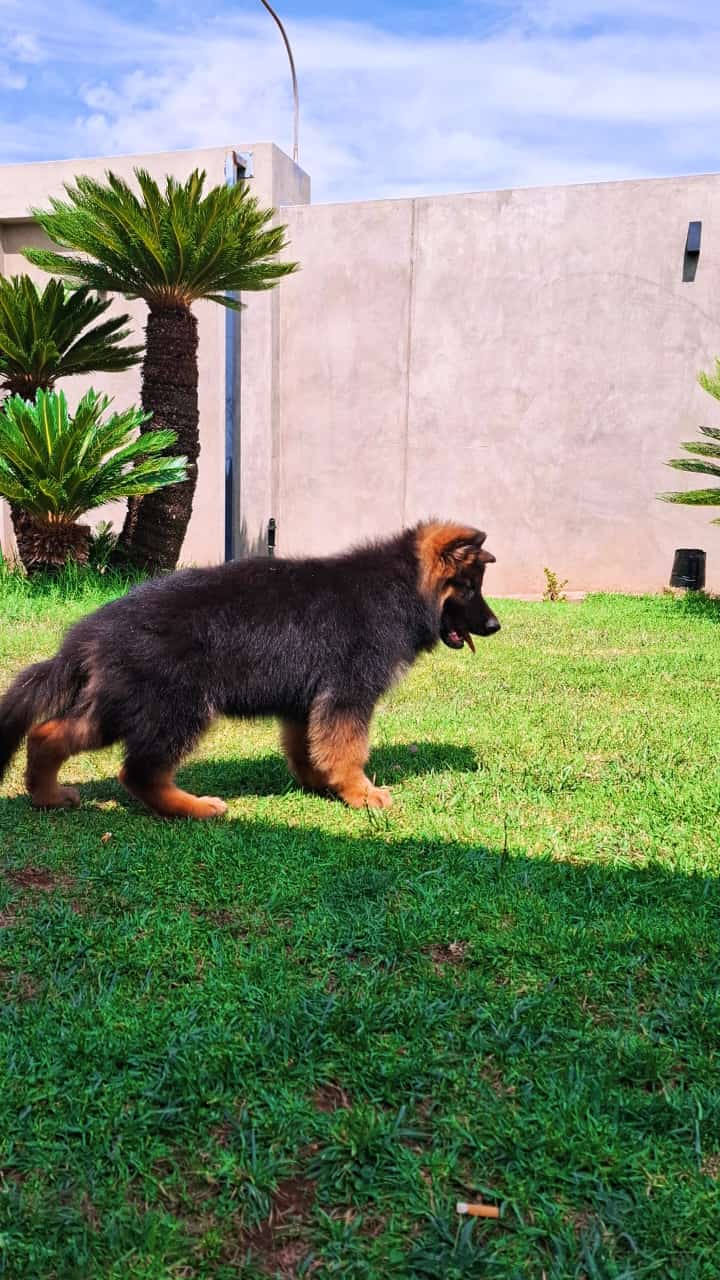 Female Puppy 2