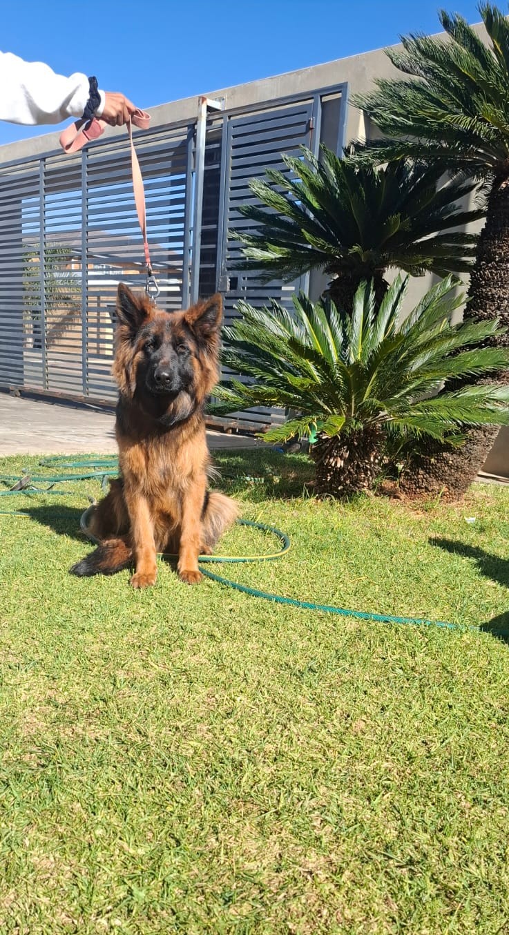 Male Puppy 1